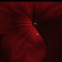 Red Poem